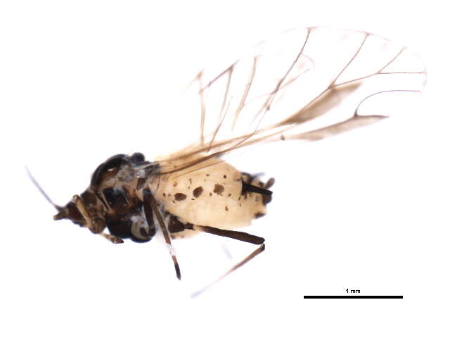 Image of Aphis (Aphis) decepta Hottes & Frison 1931