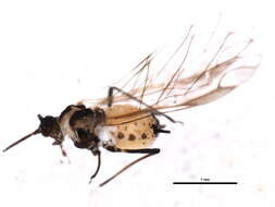 Image of Aphis (Aphis) decepta Hottes & Frison 1931