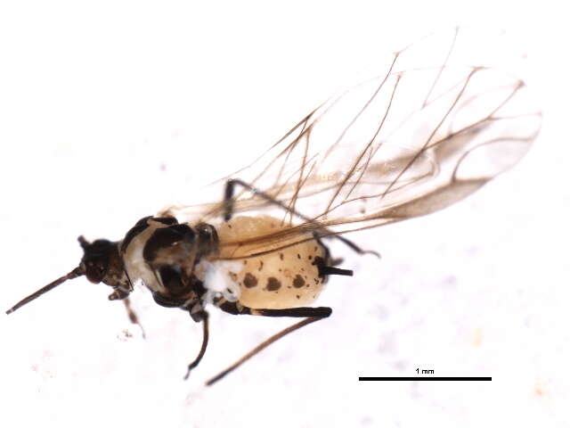 Image of Aphis (Aphis) decepta Hottes & Frison 1931