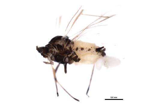 Image of Aphis (Aphis) decepta Hottes & Frison 1931