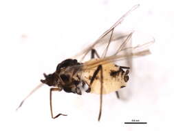 Image of Aphis (Aphis) decepta Hottes & Frison 1931