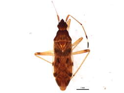 Image of Ozophora picturata Uhler & P. R. 1871