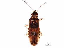 Image of Neortholomus scolopax (Say & T. 1831)