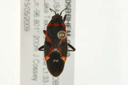 Image of Common milkweed bug