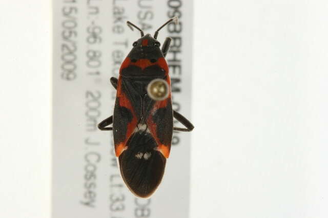 Image of Common milkweed bug