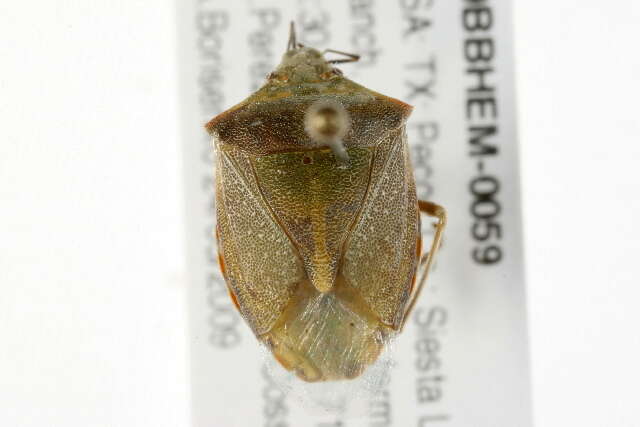 Image of Red-shouldered Stink Bug