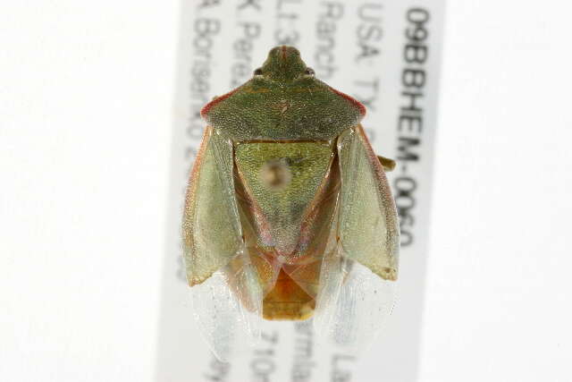 Image of Red-shouldered Stink Bug