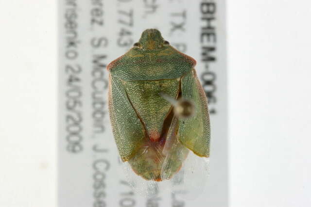 Image of Red-shouldered Stink Bug