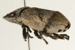 Image of Hill-Prairie Spittlebug