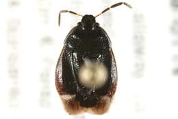 Image of Sehirus cinctus cinctus (Palisot 1811)