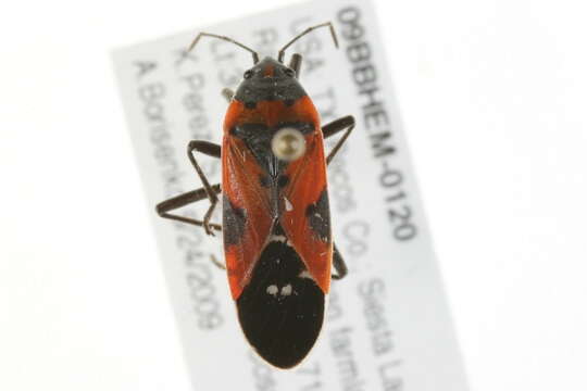 Image of Common milkweed bug