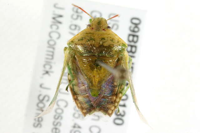 Image of <i>Banasa dimidiata</i>