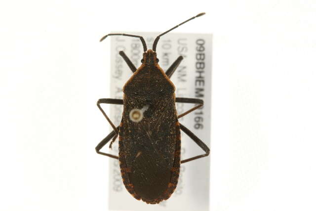 Image of Squash Bug