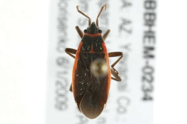 صورة Melacoryphus lateralis (Dallas & W. S. 1852)