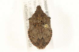 Image of Four-humped Stink Bug