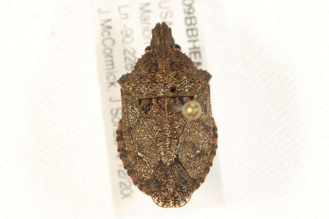 Image of Four-humped Stink Bug