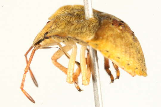 Image of One Spotted Stink Bug