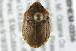 Image of Eurygaster alternata (Say 1828)