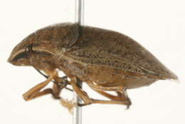 Image of Eurygaster alternata (Say 1828)