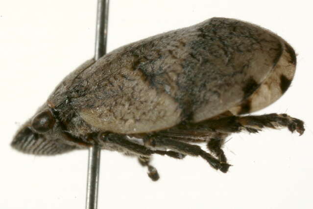 Image of Hill-Prairie Spittlebug