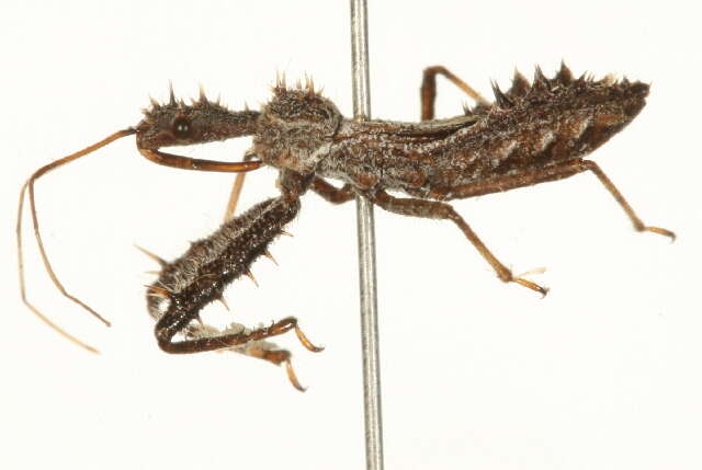 Image of Spined Assassin Bug