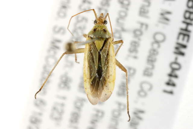 Image of Two-spotted Grass Bug