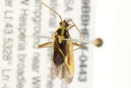 Image of Two-spotted Grass Bug