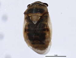 Image of Plant bug