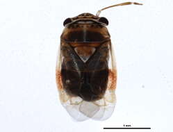 Image of Plant bug