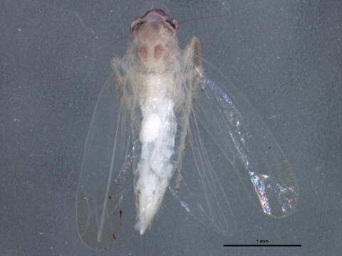 Image of Potato Leafhopper