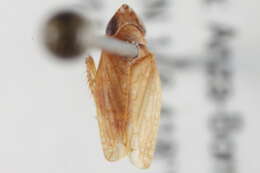 Image of <i>Scaphytopius xanthanus</i>