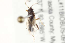 Image of Nysius raphanus Howard 1872