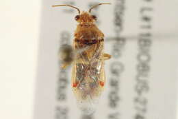 Image of Liorhyssus