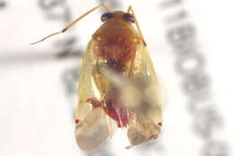 Dagbertus olivaceus (Reuter 1907)的圖片