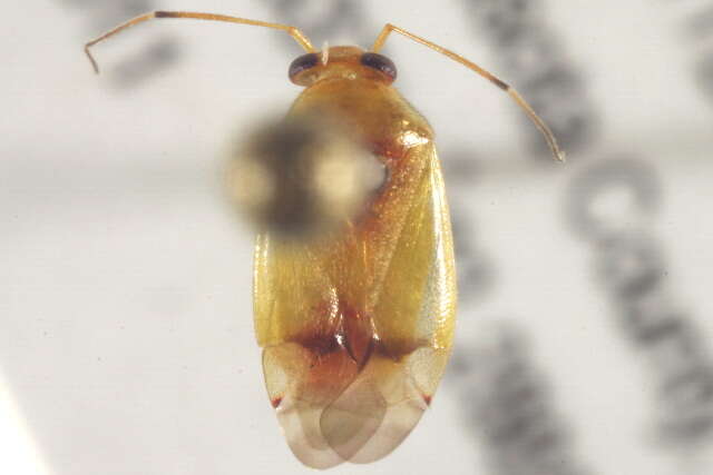 Dagbertus olivaceus (Reuter 1907)的圖片