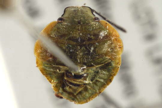 Image of Conchuela Bug