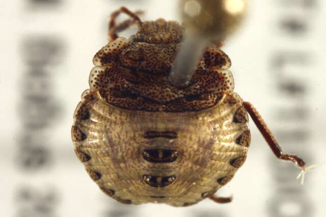 Image of Euschistus (Euschistus) ictericus (Linnaeus 1763)