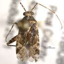 Image of Phytocoris albifrons Knight 1968