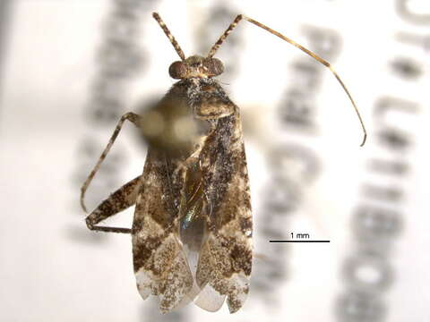 Image of Phytocoris albifrons Knight 1968