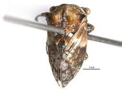 Image of Tylocentrus quadricornis Funkhouser