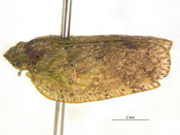 Image of Flataloides