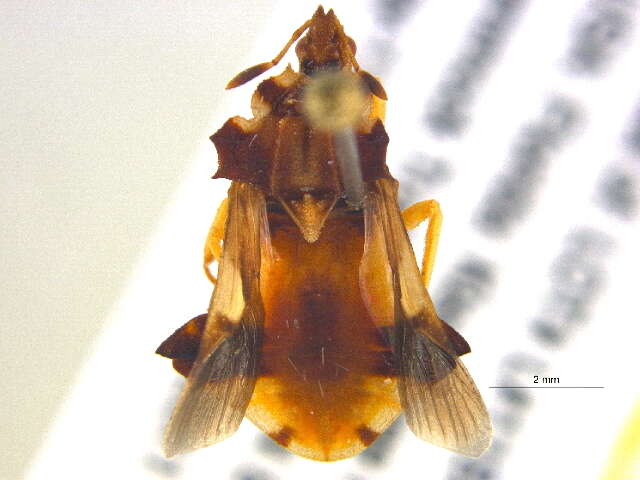 Image of Phymata