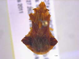 Image of Phymata