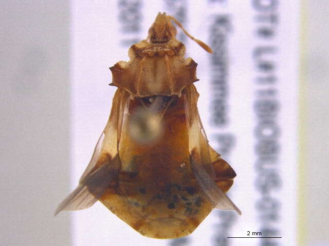 Image of Phymata