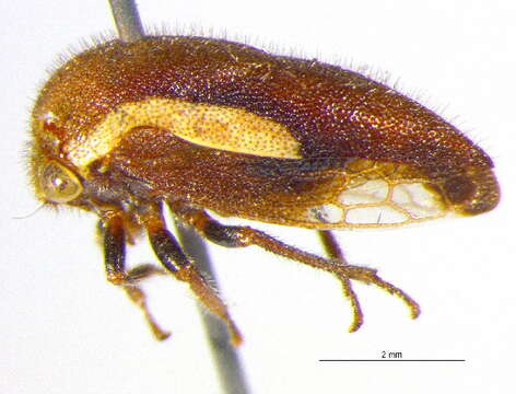 Image of Ophiderma flavicephala Goding