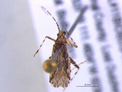 صورة Phytocoris strigosus Knight 1925