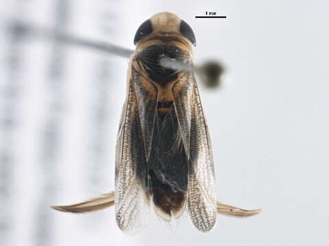 Image of Corisella edulis (Champion 1901)