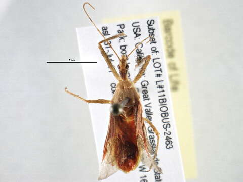 Image of Leafhopper Assassin Bug