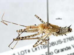 Image of Leafhopper Assassin Bug