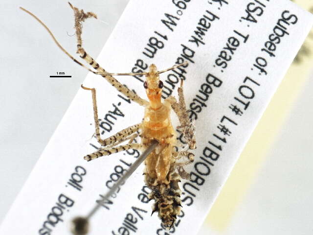 Image of Leafhopper Assassin Bug